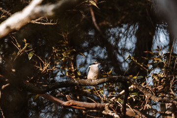 Sacred Kingfisher bird sitting in a tree, Ulladulla, NSW