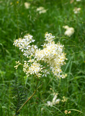 summer-spring mood, natural mountain park, flowering plants in the bosom of nature on a sunny day.