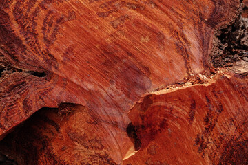 Abstract pattern of longan tree core texture.