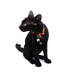 black cat isolated on a white background