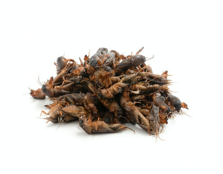 Mole crickets isolated on white background