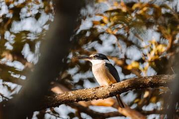Sacred Kingfisher bird sitting in a tree, Ulladulla, NSW