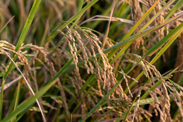 Ear of rice. Close-up to rice seeds in ear of paddy. Beautiful golden rice field and ear of rice.