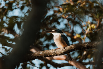 Azure Kingfisher bird perched in a tree
