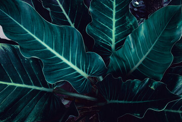 Tropical green leaf on dark background in natural rain forest