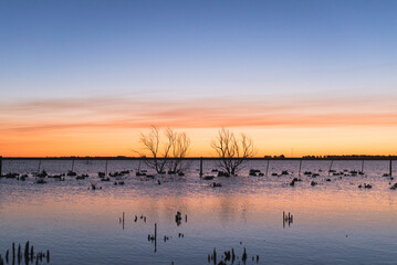 Flooded field landscape with bare trees and delicate clouds  at dusk, last light, lagoon in a field