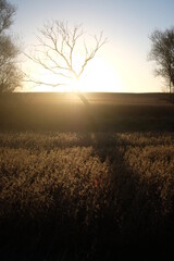 Obraz premium Beautiful landscape of a bare tree silhouette in a field with sun filtering from behind at golden hour