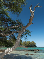 Long tree branches form shades and frame horizon at Puako Beach - 6