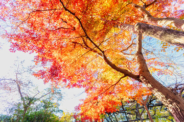 月の石もみじ公園の紅葉
