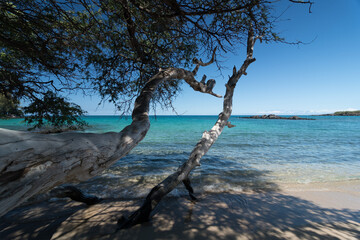 Long tree branches form shades and frame horizon at Puako Beach - 3