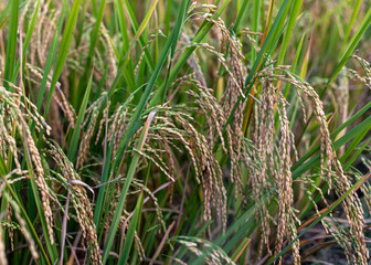 Beautiful golden rice ears closeup view in the rice paddy