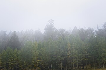 Pine and aspen forest in the fog