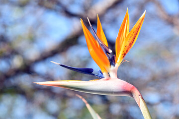 bird of paradise