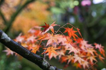 autumn leaves on a tree