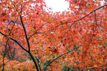 red maple leaves