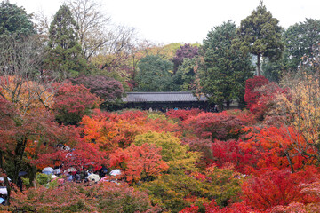 autumn in the garden