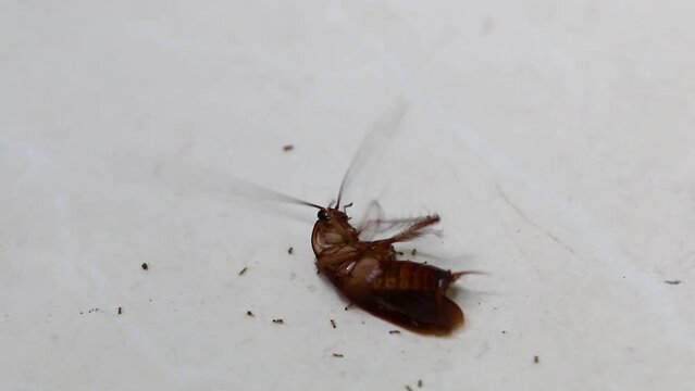 red ants bite and kill one cockroach on white floor.