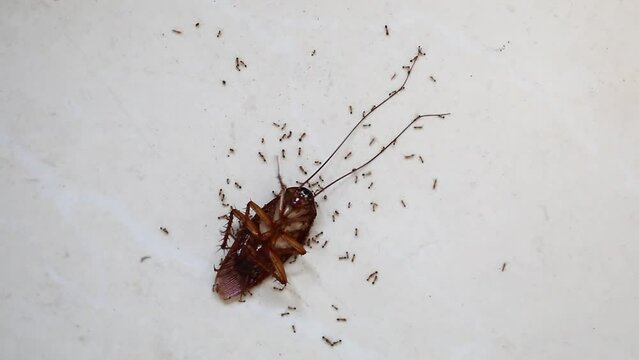 red ants kill one cockroach on floor