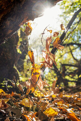The sun's rays shine through the rock into the camera lens. Dry yellow maple leaves hang on a cobweb in the autumn forest.