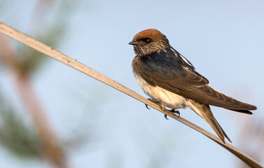 A swallow on a branch