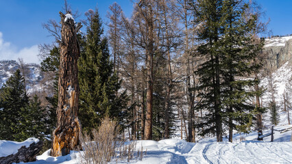 Evergreen coniferous and bare trees grow along the road, trampled in snow. A dry broken trunk in a snowdrift in the foreground. A mountain against a blue sky. Altai