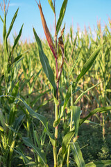 Corn (Zea mays) plant with stem and leaves in a corn field in summer with blue sky and sunshine