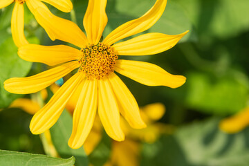 Jerusalem artichoke with yellow flowers