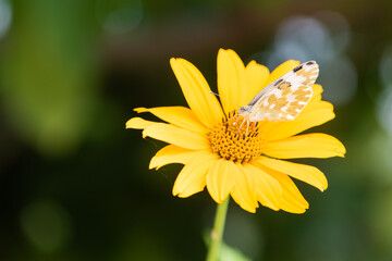 Jerusalem artichoke with yellow flowers