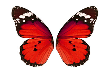 monarch butterfly wing