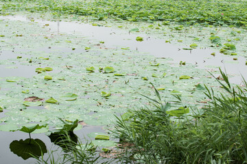 In summer, the lotus flowers in the lotus pond are blooming