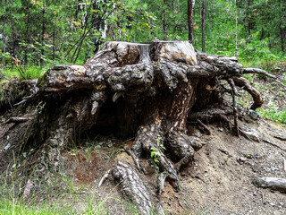 old picturesque stump in a mixed forest