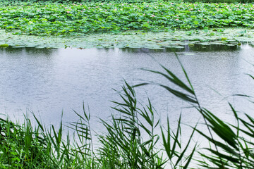 In summer, the lotus flowers in the lotus pond are blooming