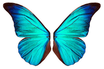 Beautiflul butterfly wing - 535970298