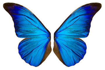 Obraz na płótnie Canvas Beautiflul butterfly wing