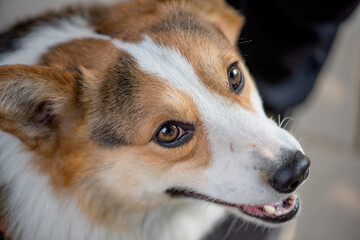 Close up of the lovely Welsh Corgi