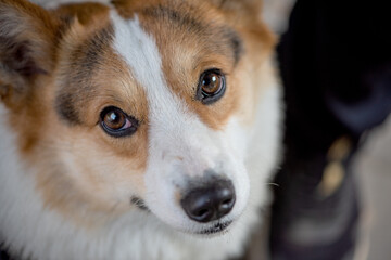 Close up of the lovely Welsh Corgi