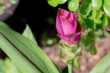 A beautiful ginger lotus in the park