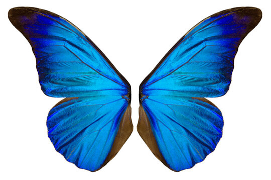 Beautiflul butterfly wing