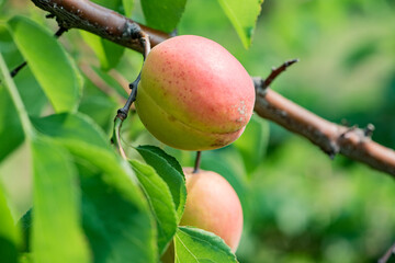 The apricot trees are full of mature apricots