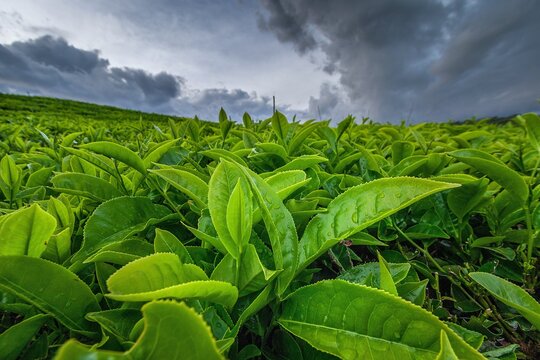 Kerinci Tea Is One Of The Best Teas In The World, Produced In Indonesia And Sent To England For Consumption By The Queen Of England