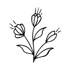 hand drawn botanical flower doodle element for floral design concept
