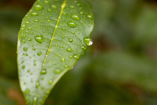 自然植物梅雨水滴immagini Sfoglia 6 691 Foto Vettoriali E Video Stock Adobe Stock 自然植物梅雨水滴immagini Sfoglia 6 691 Foto Vettoriali E Video Stock Adobe Stock