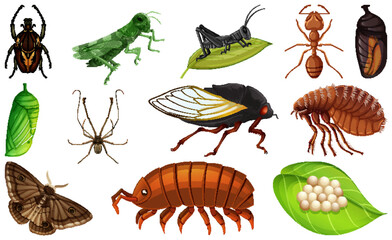 Different kinds of insects collection