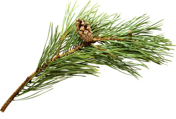 Pine fir branch with cone on transparent background