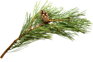 Pine fir branch with cone on transparent background