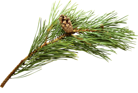 Pine fir branch with cone on transparent background