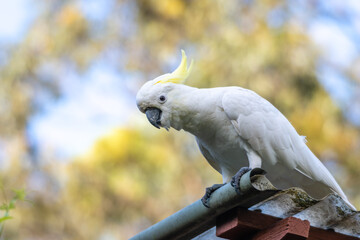 Friendly Sulphur-Crested White Cockatoo On The Roof Of A Home