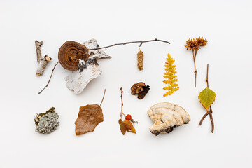Autumn nature flat lay with polypore mushrooms,  branches tree, yellow fallen leaves, moss, bark on white background. Minimal style pattern from wild plants of fall forest. Trend top view
