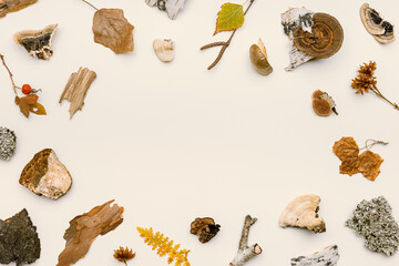 Top view autumn frame from natural forest wild plants, branches tree, polypore mushrooms, moss, bark on beige background. Autumnal flat lay, aesthetic fall image, above view still life