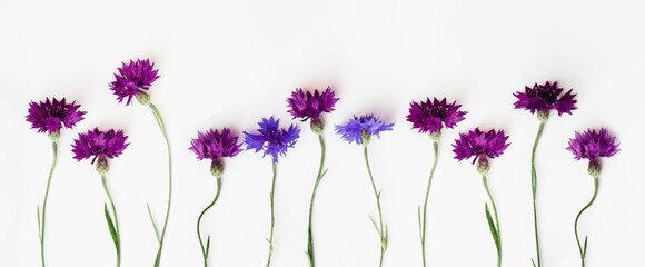 Minimal layout made purple and violet flowers on white background. Flat lay style with fresh...